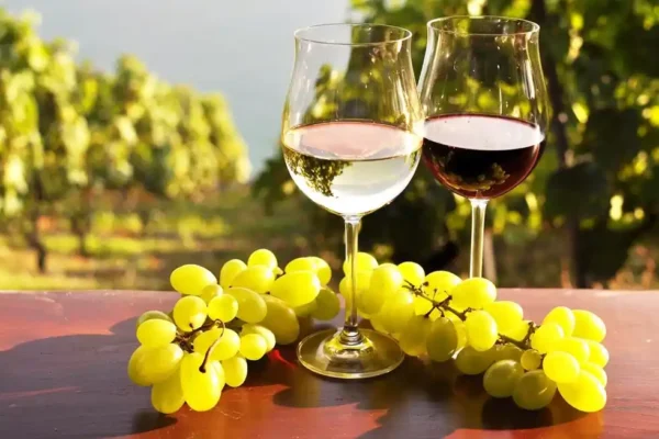 Visit Tunisia's Wine Region in Tunisia